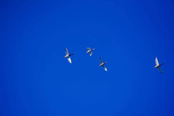 Wild Ducks Flight — Stock Photo, Image