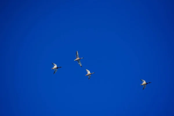 Wild Ducks Flight — Stock Photo, Image