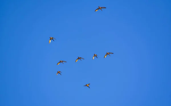 Wild Ducks Flight — Stock Photo, Image