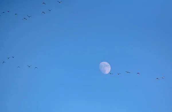 Patos Salvajes Vuelo — Foto de Stock