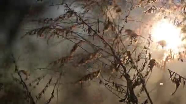 Ξηρά Άνθη Φόντο Ηλιοβασίλεμα — Αρχείο Βίντεο