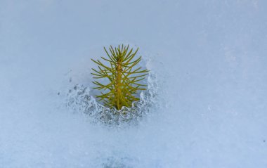 Mini vaha denilen bir manzara. 