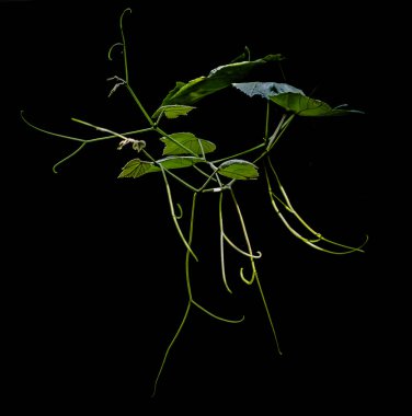 Bir senfoninin doğuşu 