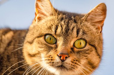 Safkan bir kedinin portresi.