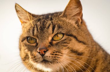 Safkan bir kedinin portresi.