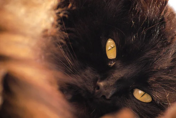Retrato Gato Mullido Pura Sangre — Foto de Stock