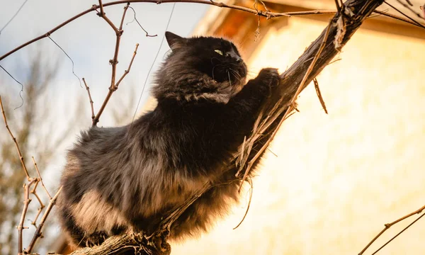 Портрет Чистокровного Пухнастого Кота — стокове фото