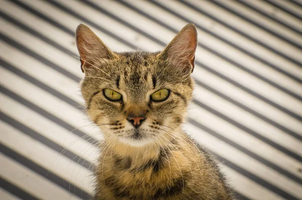 Portrait Thoroughbred Cat — Stock Photo, Image