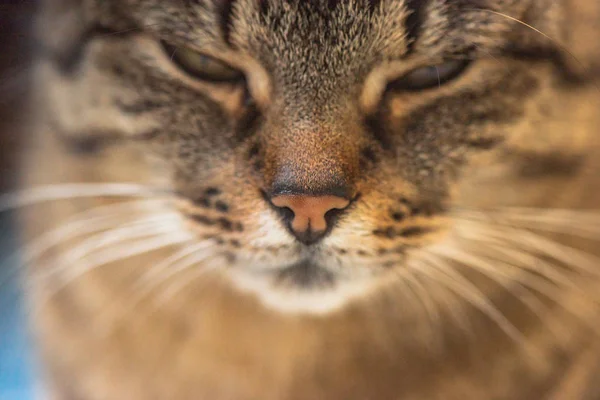 Retrato Gato Observador — Foto de Stock