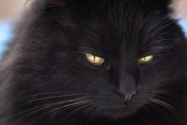 izlerken bir kedi portresi