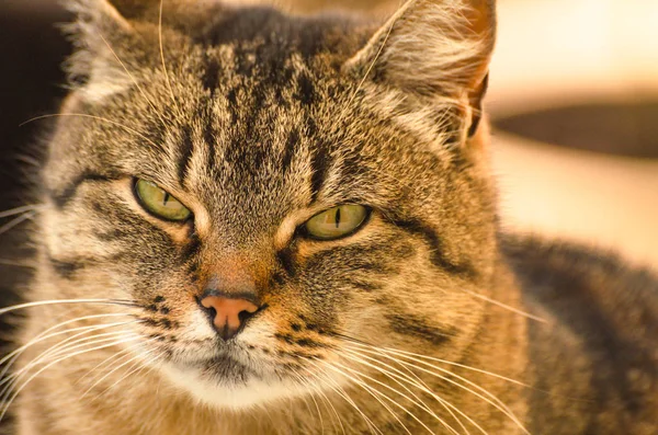 Porträt Einer Beobachtenden Katze — Stockfoto