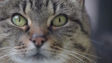 Kedi kameraya bakıyor.
