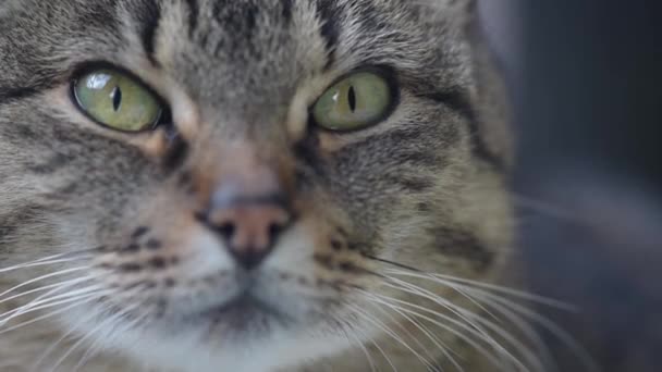 Gato Olhando Para Câmera — Vídeo de Stock