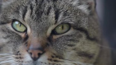 Kedi kameraya bakıyor.