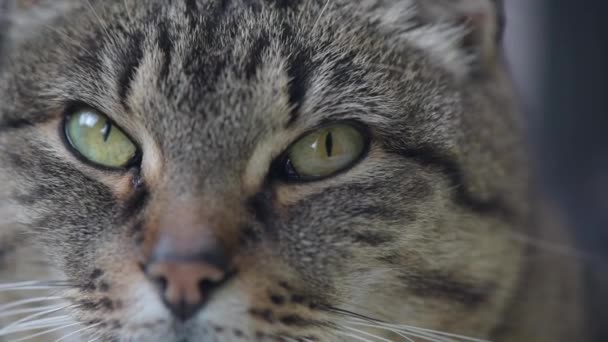 Кота Смотрящего Камеру — стоковое видео