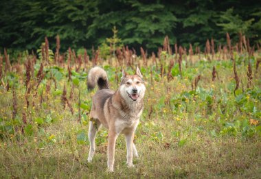 Vadas Avcısı denilen manzara