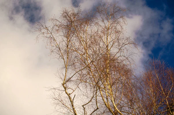 Birken Gegen Den Winterhimmel — Stockfoto