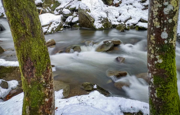 Neve Derrete Uma Floresta Montanha — Fotografia de Stock