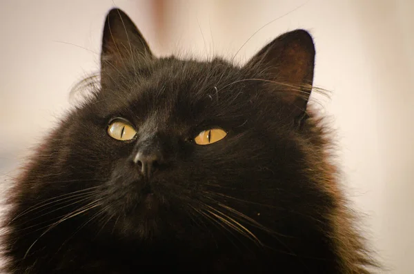 Izlerken Bir Kedi Portresi — Stok fotoğraf