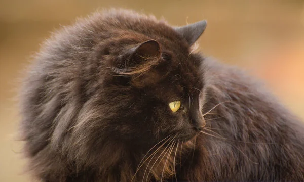 Portrait Watching Cat — Stock Photo, Image