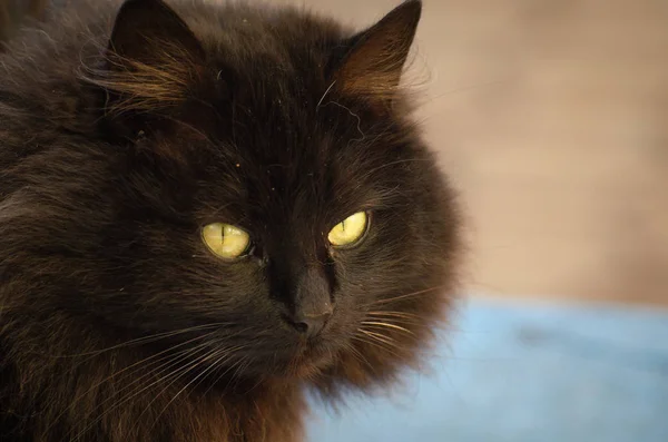 Portrait Watching Cat — Stock Photo, Image