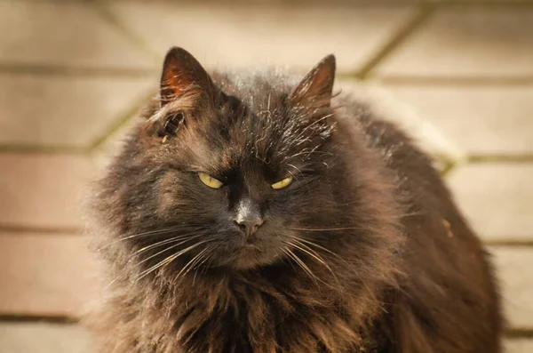 Portrait Watching Cat — Stock Photo, Image