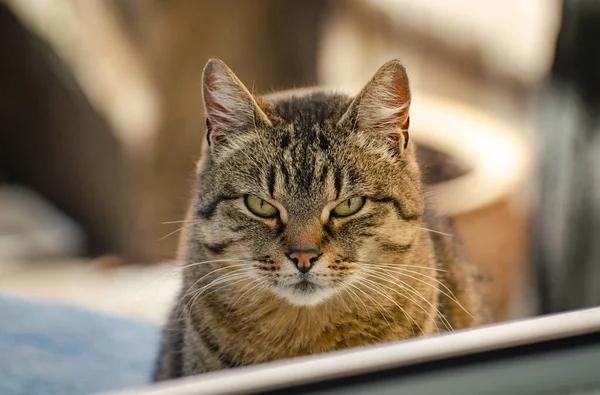 Retrato Gato Observador — Fotografia de Stock