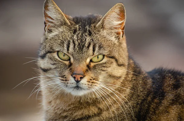 Porträt Einer Beobachtenden Katze — Stockfoto
