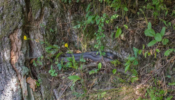 Krajina Názvem Úkrytu — Stock fotografie