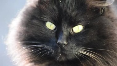 izlerken bir kedi portresi