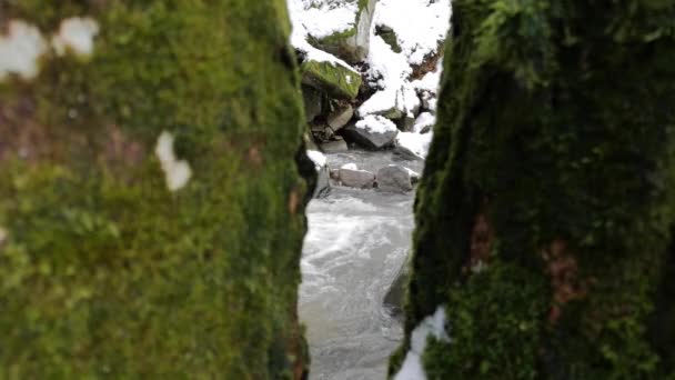 山の森の中で雪が溶ける — ストック動画