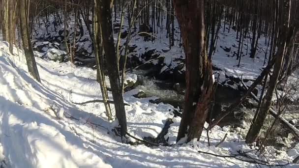 Neve Derrete Uma Floresta Montanha — Vídeo de Stock