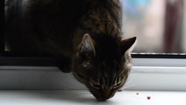 แมวก นอาหารแห — วีดีโอสต็อก
