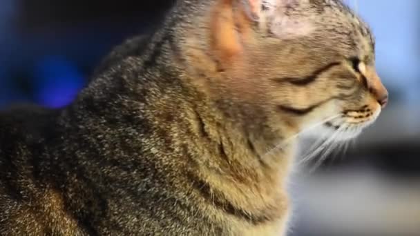 Portrait d'un chat qui regarde 