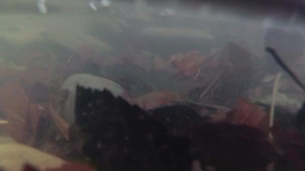 Horská Řeka Pod Vodou — Stock video
