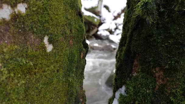 Neve Scioglie Una Foresta Montagna — Video Stock