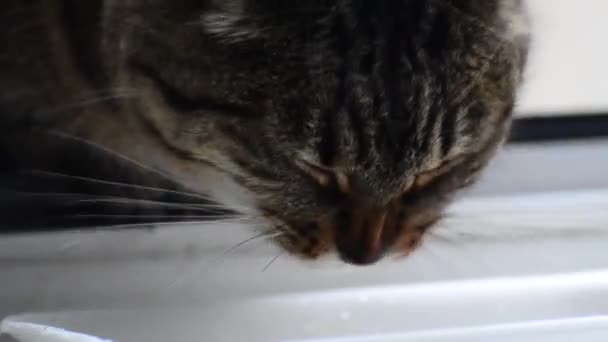 Gato Comer Comida Seca — Vídeo de stock