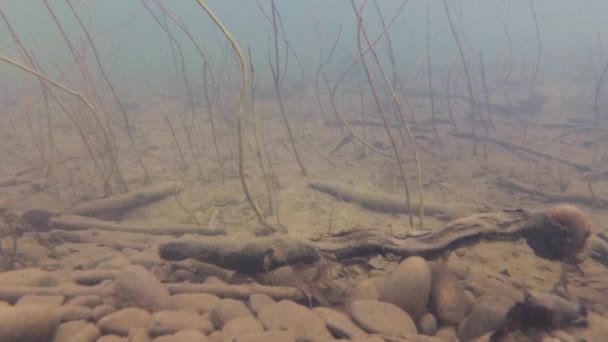 水の下の山の川 — ストック動画
