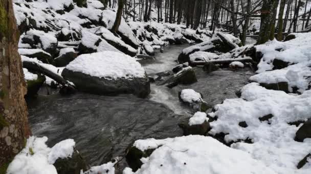 Śnieg Topnieje Górskim Lesie — Wideo stockowe