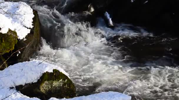 Śnieg Topnieje Górskim Lesie — Wideo stockowe