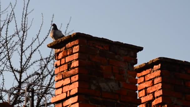 Gołębie Miejskie Uprawiają Seks Dachu — Wideo stockowe