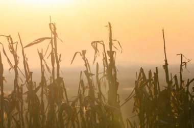 Kışın gün batımında mısır tarlası