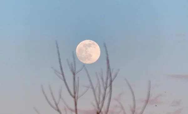 Evening Landscape Full Moon — 스톡 사진
