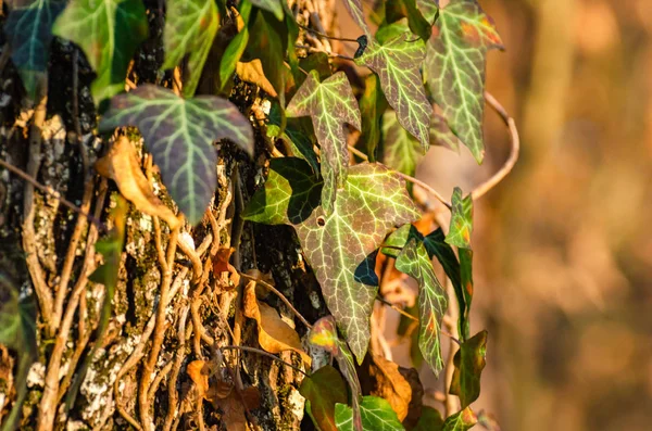 Efeu Wächst Auf Einem Baum — Stockfoto