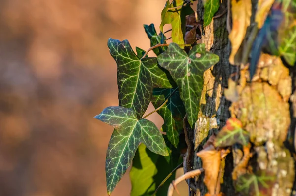 Ivy Está Ganhar Força Numa Árvore — Fotografia de Stock