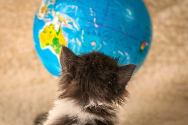 Safkan bir kedinin portresi.