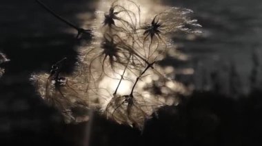 Gün batımının arka planında tüylü bir bitki