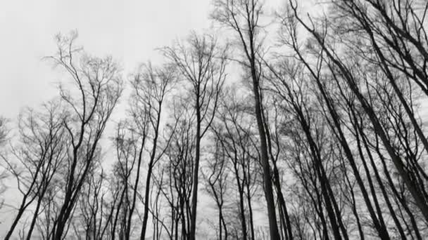 Uzun Ağaçlar Rüzgarın Altında Sallanıyor — Stok video