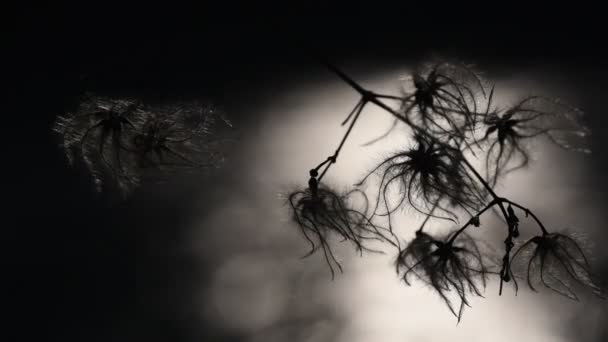 Αφρώδες Φυτό Φόντο Ηλιοβασίλεμα Του Ποταμού — Αρχείο Βίντεο
