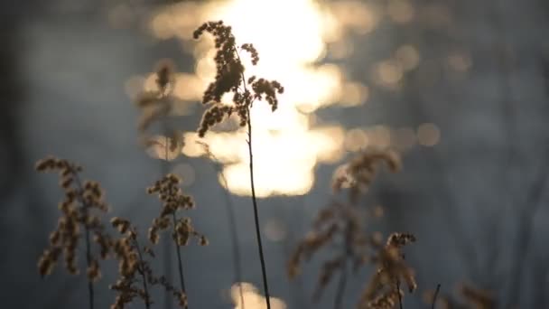 川の夕日を背景にしたふわふわの植物 — ストック動画